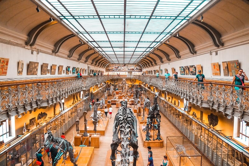 Dinosaur Fossils